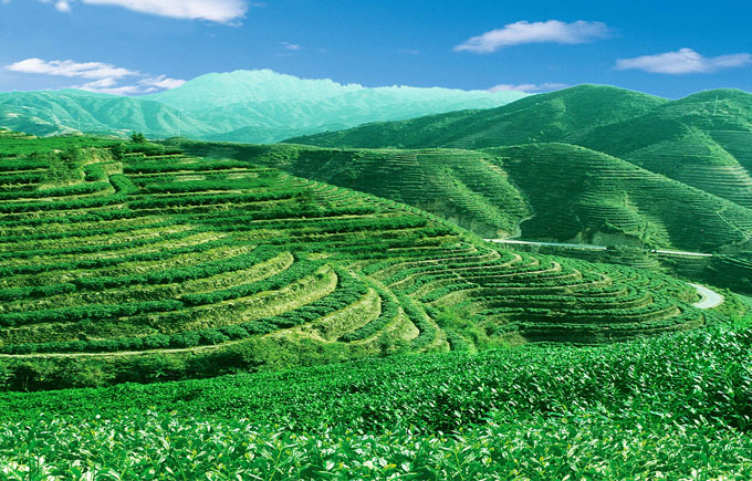 机械化赋能茶园管理，促进茶产业高质量发展。